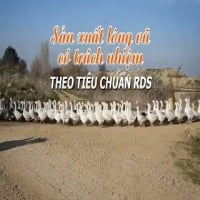 SẢN XUẤT LÔNG VŨ CÓ TRÁCH NHIỆM THEO TIÊU CHUẨN RDS