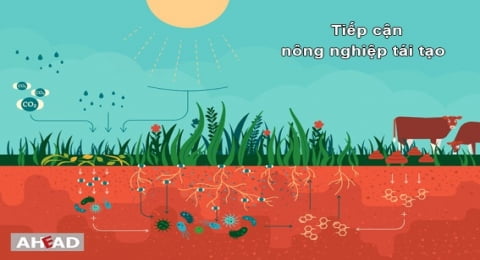 NÔNG NGHIỆP TÁI TẠO LÀ GÌ? - ÁP DỤNG CHỨNG NHẬN HỮU CƠ TÁI TẠO VÀO NÔNG NGHIỆP