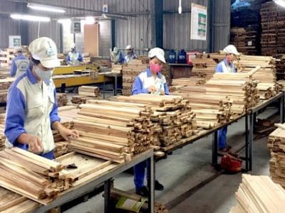 Tiêu chuẩn TLV - Timber Legality Verification ngành gỗ