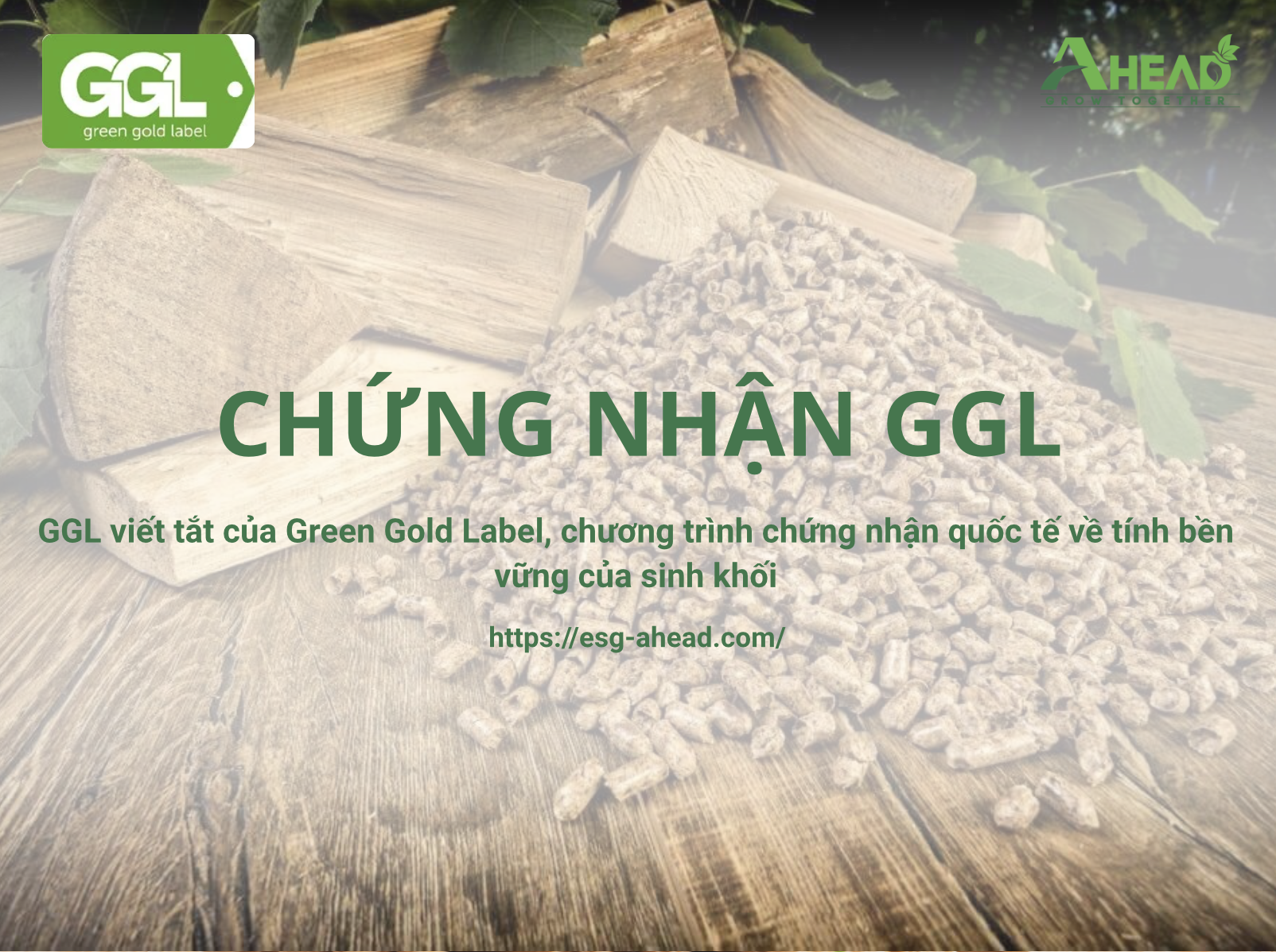 Ảnh màn hình 2025-09-11 lúc 11-02-52 (1)